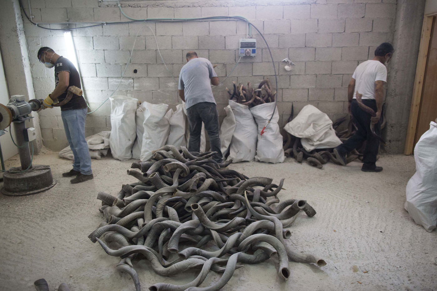 תיעוד מצולם: כך מכינים שופרות