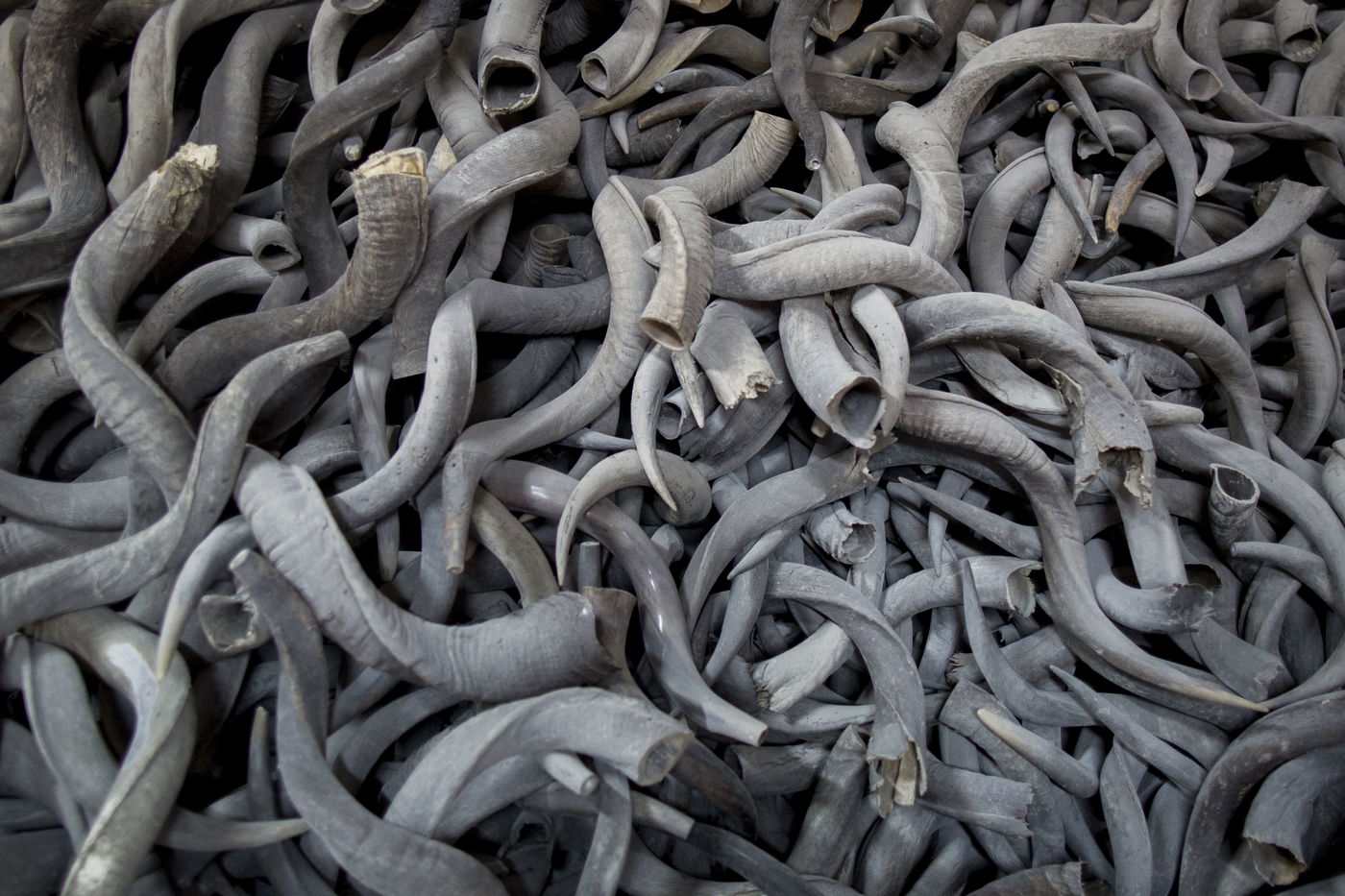 תיעוד מצולם: כך מכינים שופרות