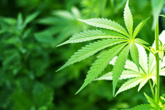 ברוקלין: שלושה חסידים נעצרו כשביקשו לרכוש סמים