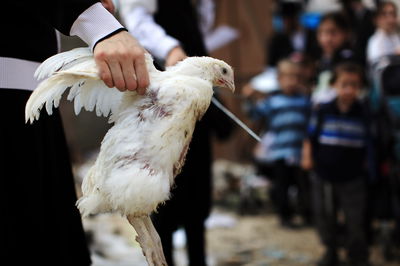 כפרה או צער בעלי חיים?