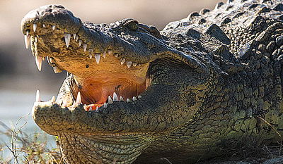 זה כואב: מגיש הטלוויזיה בא לעזור וחטף מכה מתנין