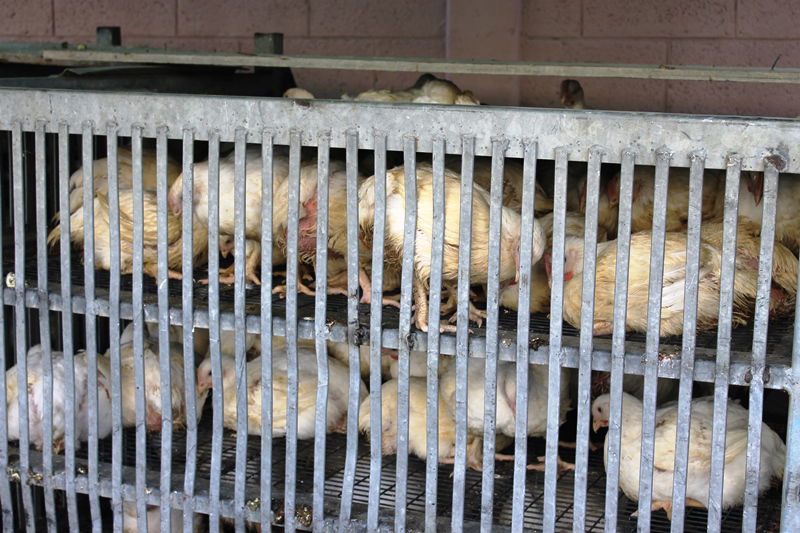 בני ברק מתכוננת לחג הסוכות • צפו