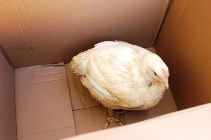 בני ברק מתכוננת לחג הסוכות • צפו