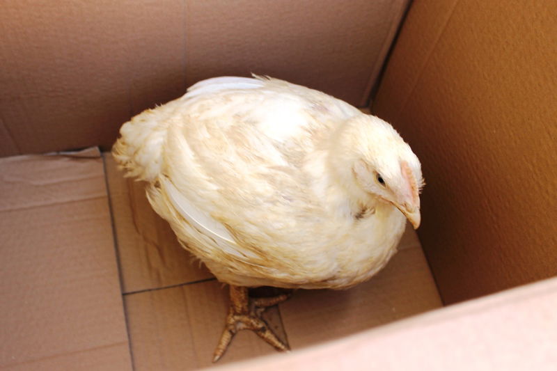 בני ברק מתכוננת לחג הסוכות • צפו