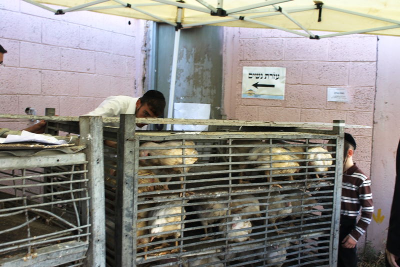 בני ברק מתכוננת לחג הסוכות • צפו