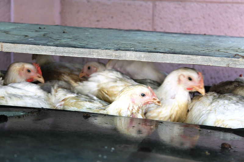 בני ברק מתכוננת לחג הסוכות • צפו