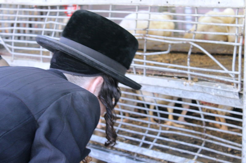 בני ברק מתכוננת לחג הסוכות • צפו