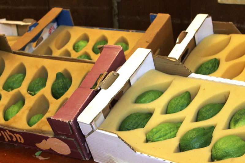 בני ברק מתכוננת לחג הסוכות • צפו