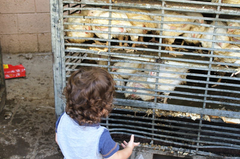 בני ברק מתכוננת לחג הסוכות • צפו