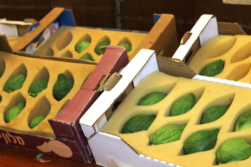 בני ברק מתכוננת לחג הסוכות • צפו