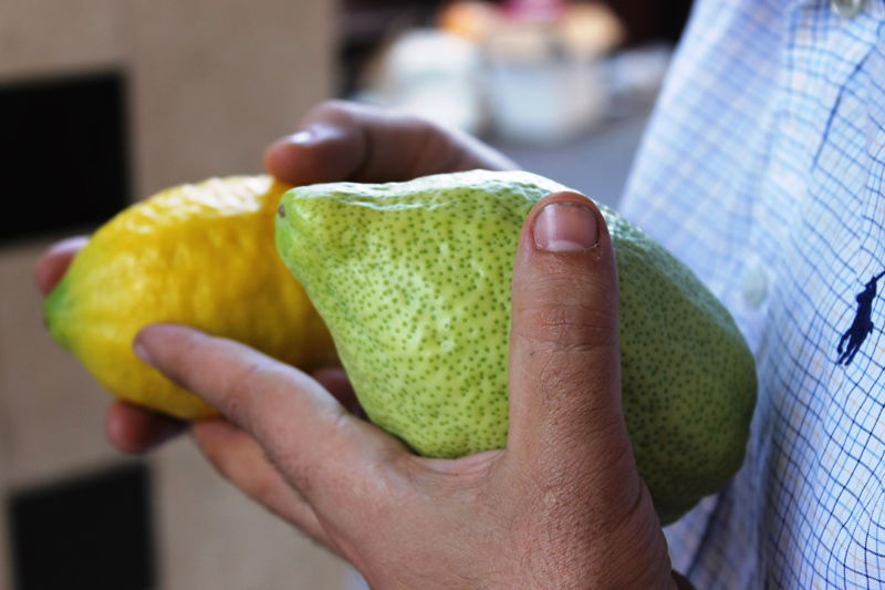 בני ברק מתכוננת לחג הסוכות • צפו