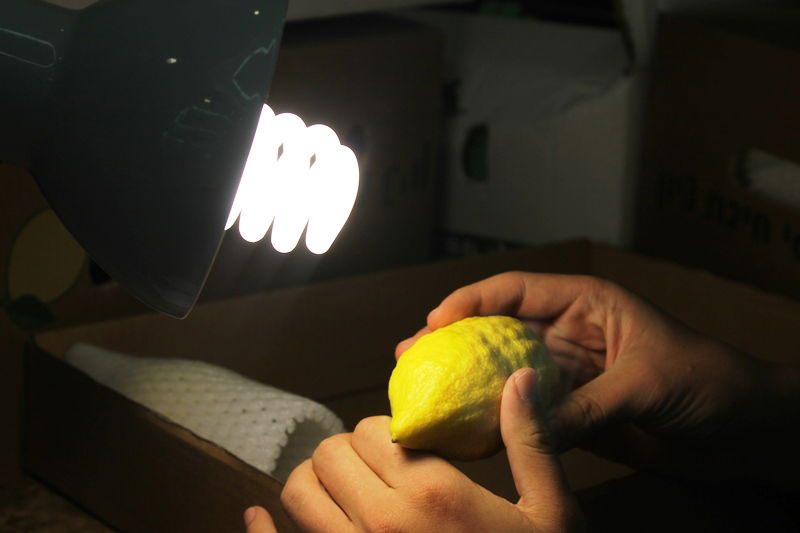 בני ברק מתכוננת לחג הסוכות • צפו