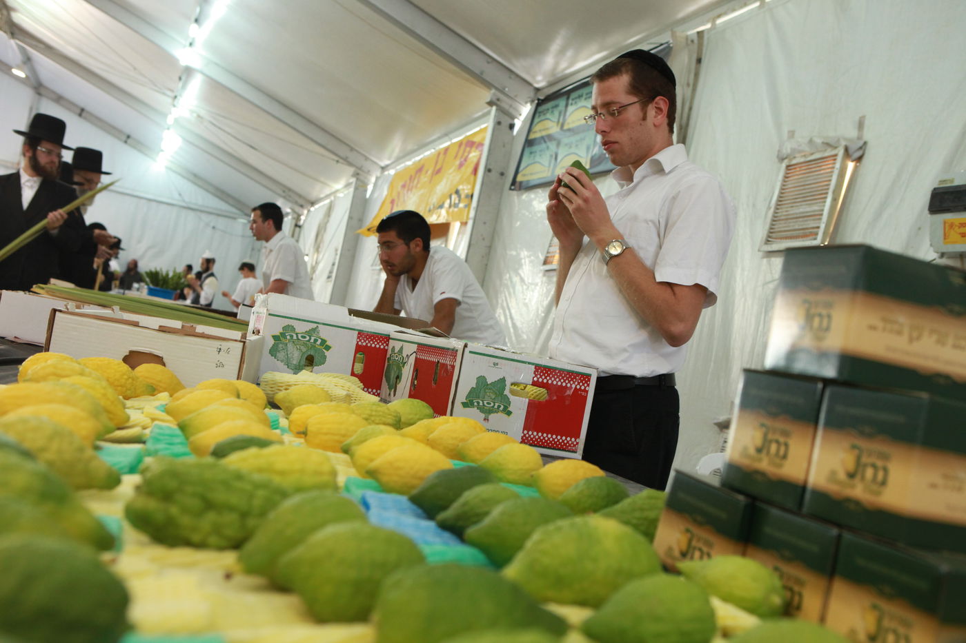 ולקחתם לכם • הירושלמים בחרו ארבעת המינים