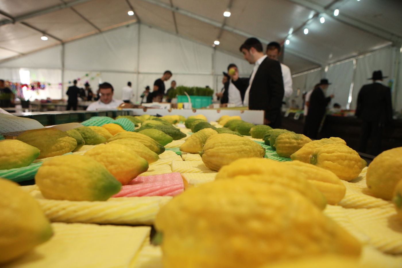 ולקחתם לכם • הירושלמים בחרו ארבעת המינים