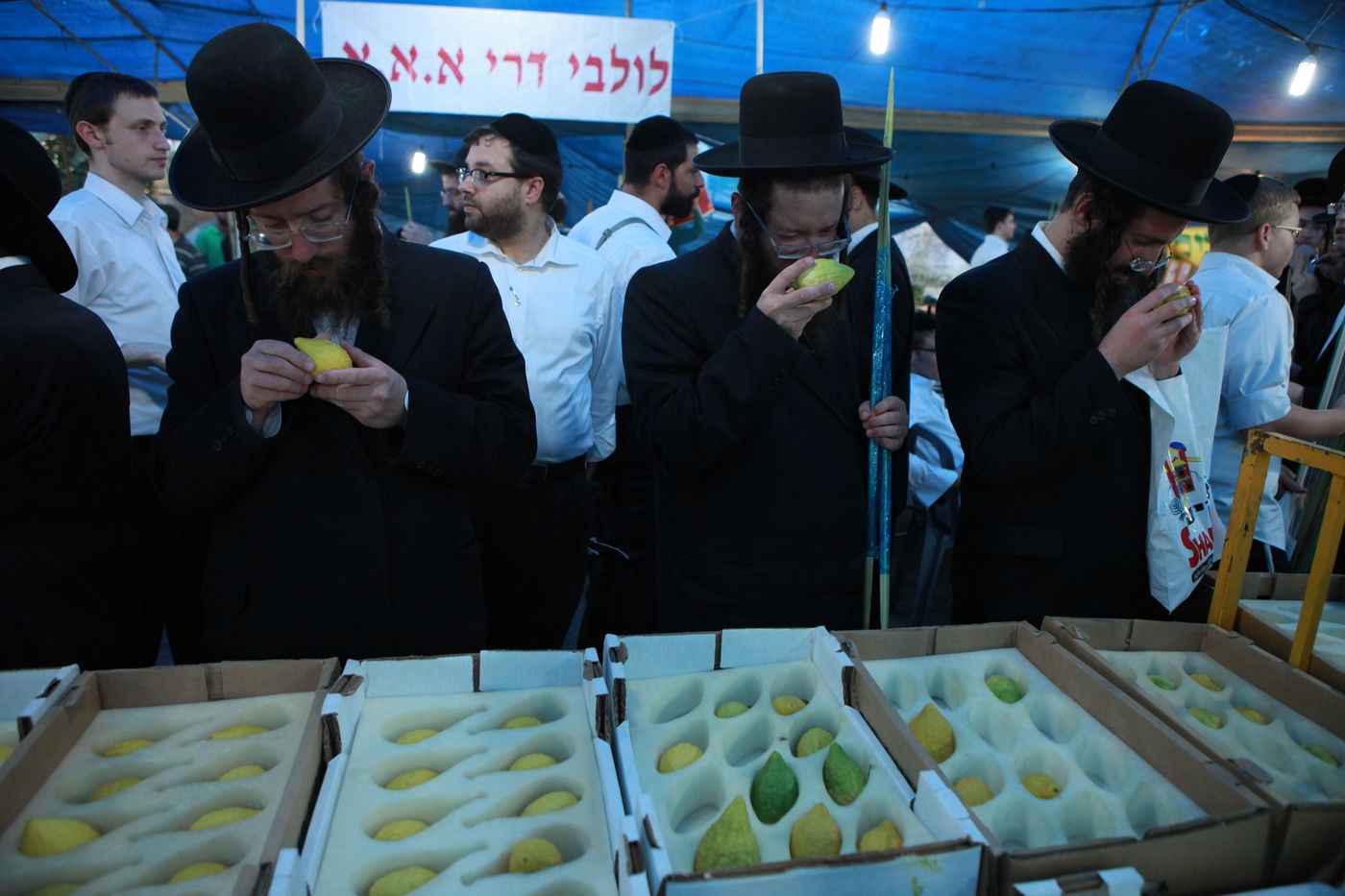 ולקחתם לכם • הירושלמים בחרו ארבעת המינים