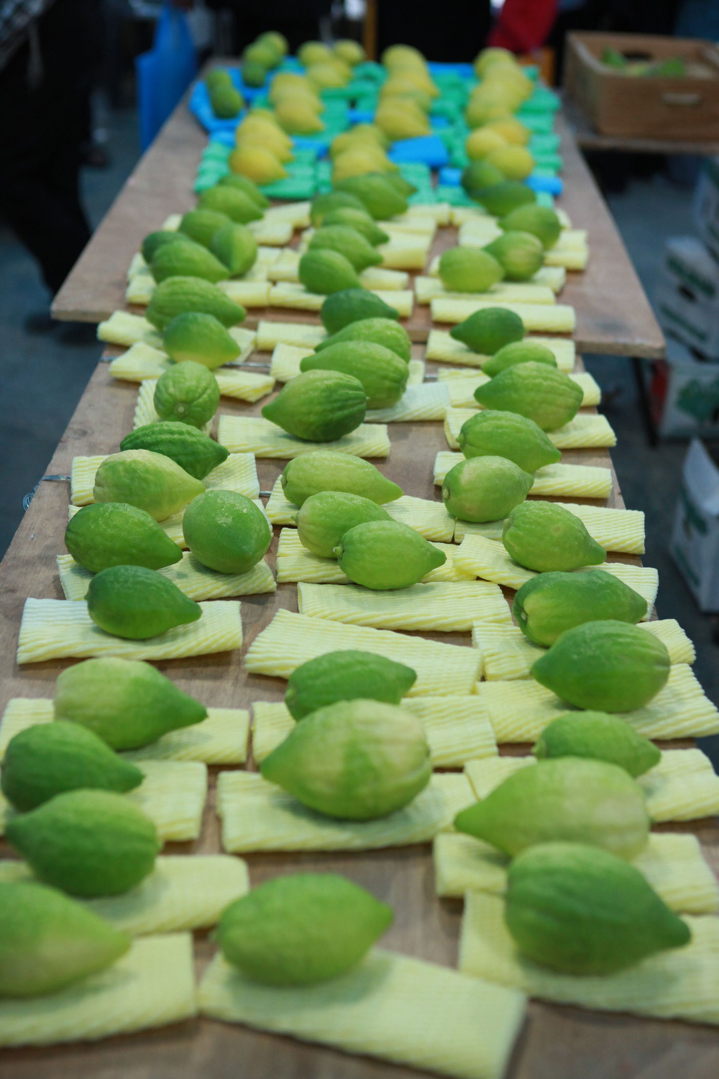 ולקחתם לכם • הירושלמים בחרו ארבעת המינים