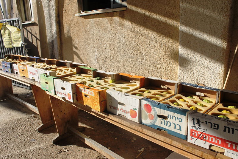 יש לבלוב? • תיעוד משוק ארבעת המינים בבני ברק