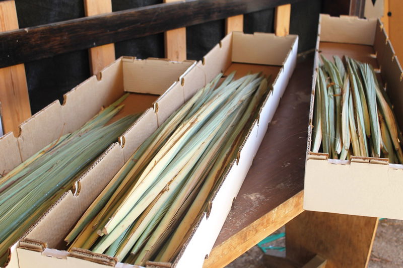 יש לבלוב? • תיעוד משוק ארבעת המינים בבני ברק