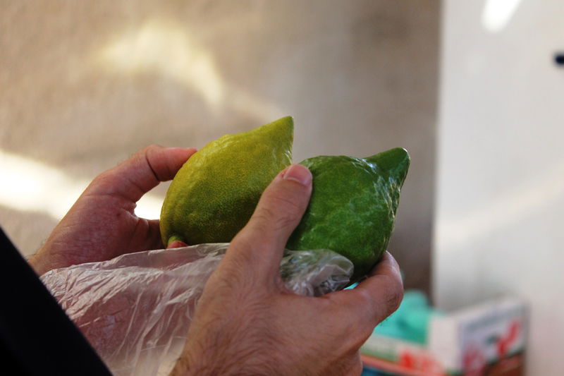 יש לבלוב? • תיעוד משוק ארבעת המינים בבני ברק