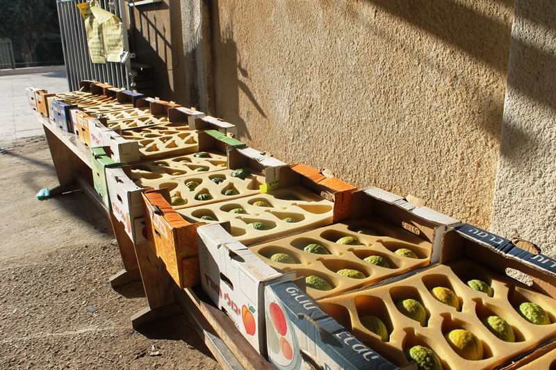 יש לבלוב? • תיעוד משוק ארבעת המינים בבני ברק