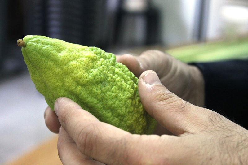 יש לבלוב? • תיעוד משוק ארבעת המינים בבני ברק