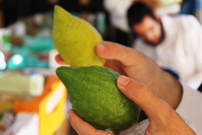 יש לבלוב? • תיעוד משוק ארבעת המינים בבני ברק