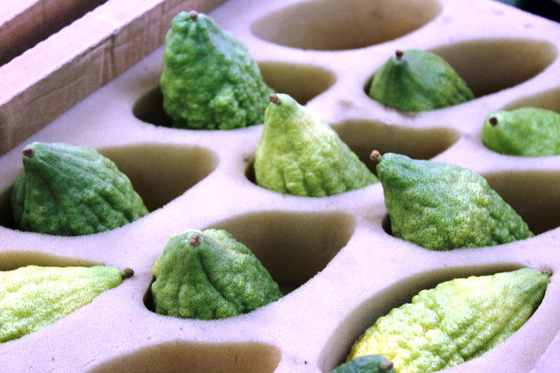 יש לבלוב? • תיעוד משוק ארבעת המינים בבני ברק