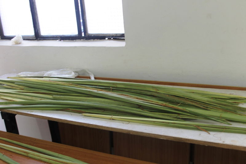 יש לבלוב? • תיעוד משוק ארבעת המינים בבני ברק