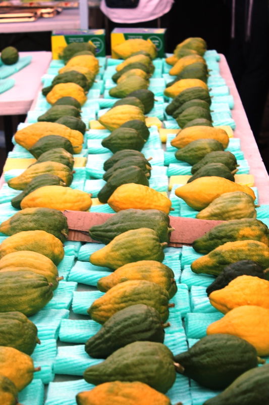 יש לבלוב? • תיעוד משוק ארבעת המינים בבני ברק