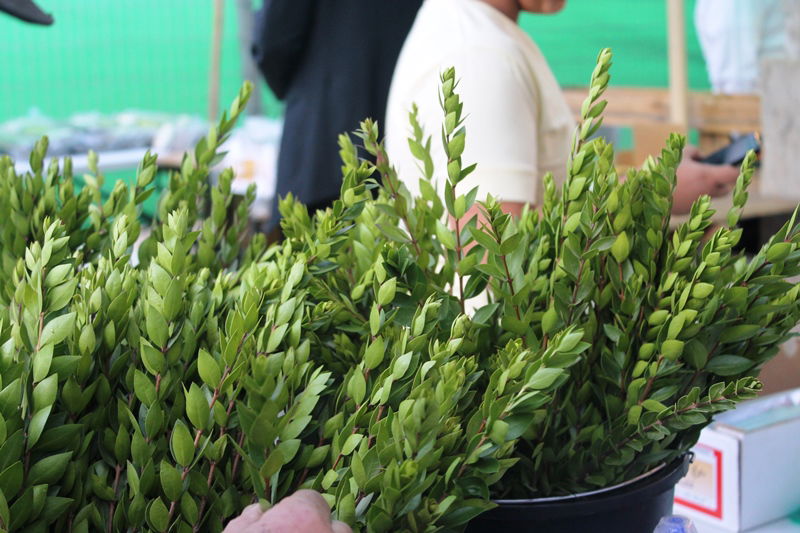 יש לבלוב? • תיעוד משוק ארבעת המינים בבני ברק