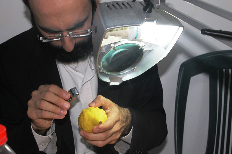 יש לבלוב? • תיעוד משוק ארבעת המינים בבני ברק