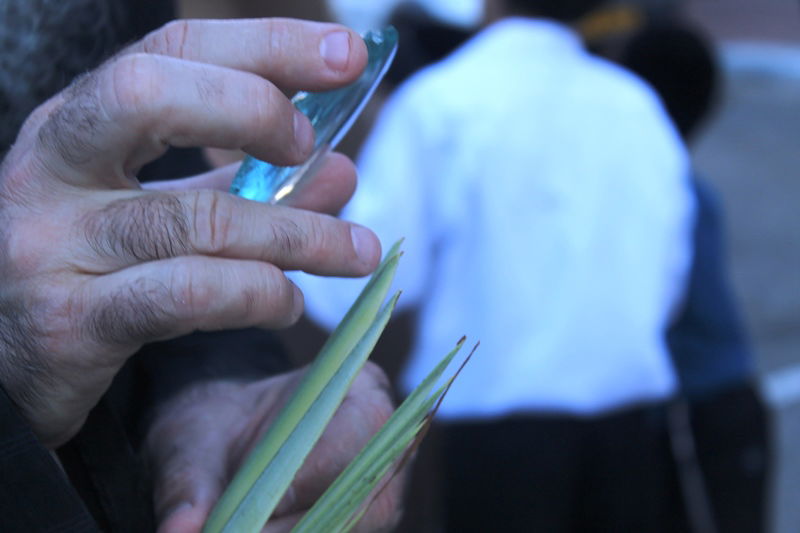 יש לבלוב? • תיעוד משוק ארבעת המינים בבני ברק