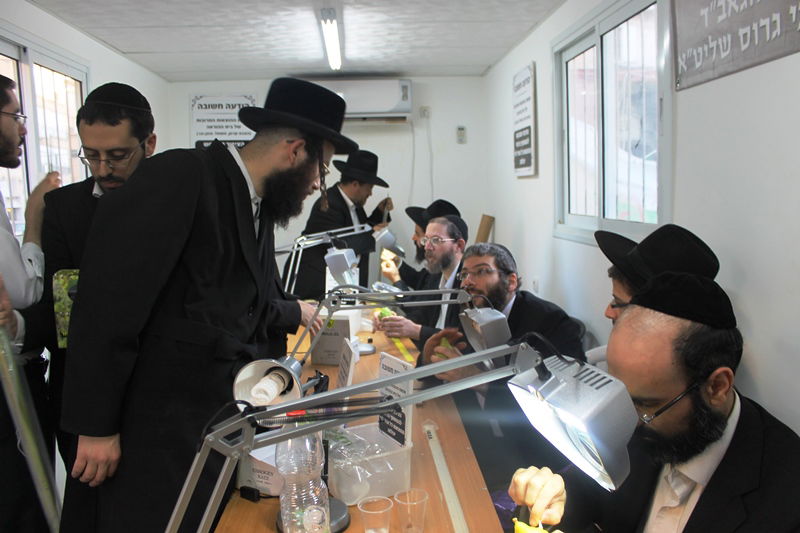 יש לבלוב? • תיעוד משוק ארבעת המינים בבני ברק