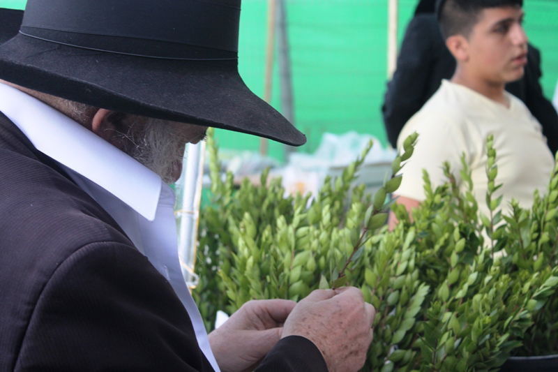 יש לבלוב? • תיעוד משוק ארבעת המינים בבני ברק