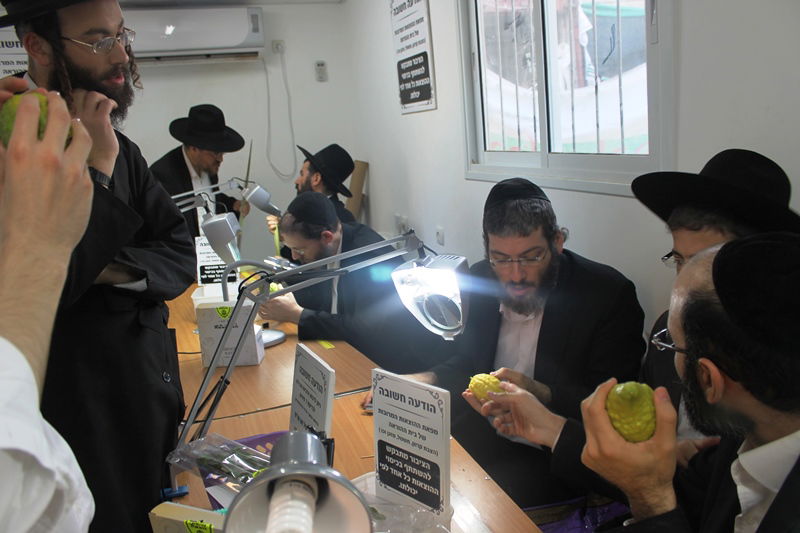 יש לבלוב? • תיעוד משוק ארבעת המינים בבני ברק