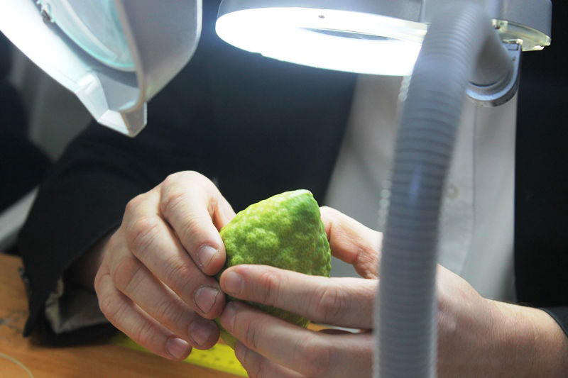 יש לבלוב? • תיעוד משוק ארבעת המינים בבני ברק