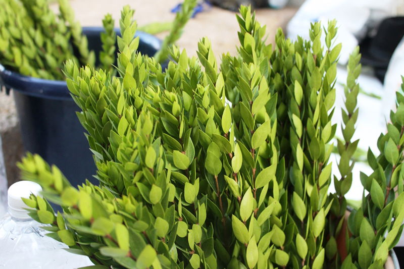 יש לבלוב? • תיעוד משוק ארבעת המינים בבני ברק