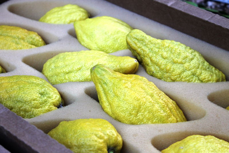 יש לבלוב? • תיעוד משוק ארבעת המינים בבני ברק