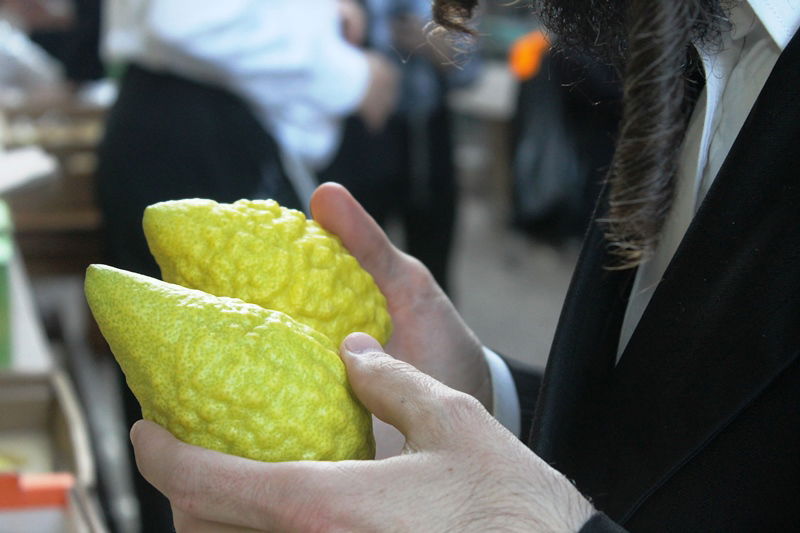 יש לבלוב? • תיעוד משוק ארבעת המינים בבני ברק