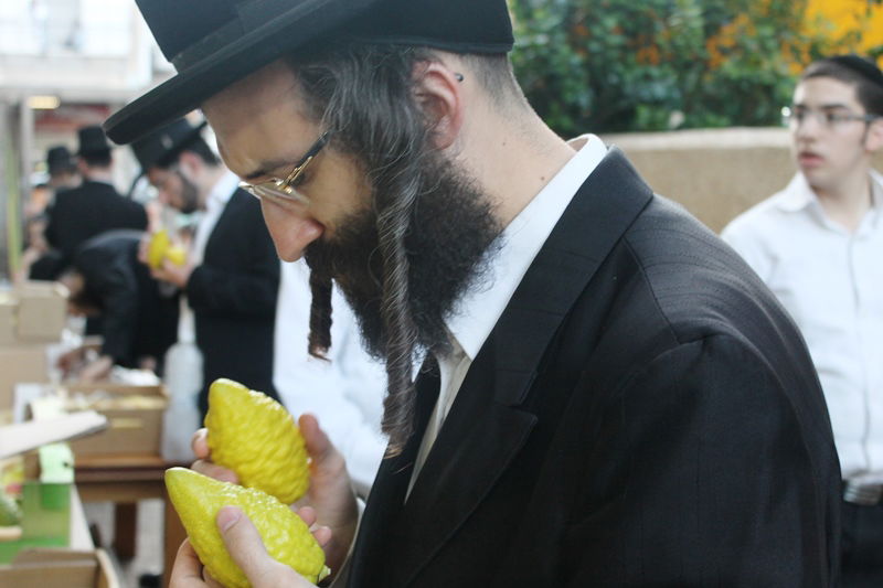 יש לבלוב? • תיעוד משוק ארבעת המינים בבני ברק