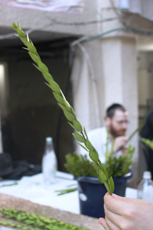 יש לבלוב? • תיעוד משוק ארבעת המינים בבני ברק