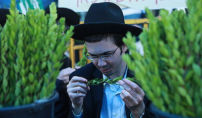 מהודר א': תיעוד תוסס משוק ארבעת המינים