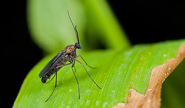 תרופות סבתא נגד עקיצות יתושים