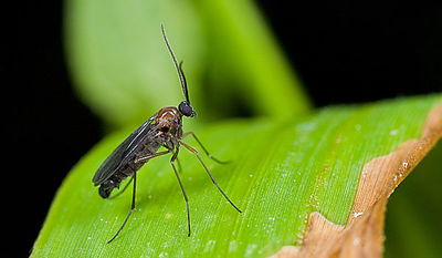 תרופות סבתא נגד עקיצות יתושים