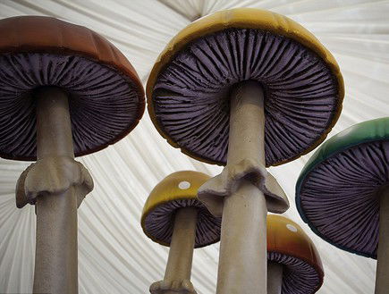 סטיב דוגן, dailymail