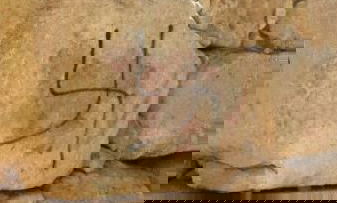 צלב קרס בהר הבית: חשש מהסלמה