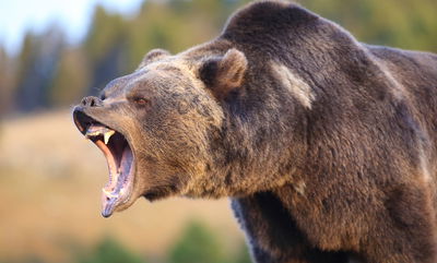 צפו: הדוב קפץ לבית המרקחת באורגון