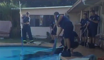 צפו: לוחמי האש חילצו סוס שנפל לבריכה