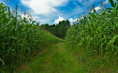 הלכו לאיבוד במבוך הגדול ביותר בעולם • צפו בוידאו