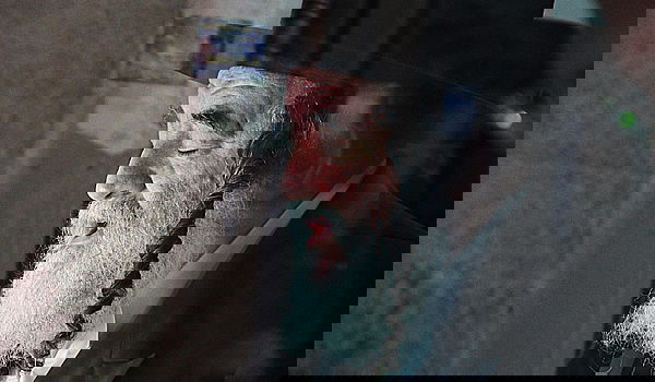 האדמו"ר מויז'ניץ בהמלצה לחסידיו: אל תעסיקו ערבים